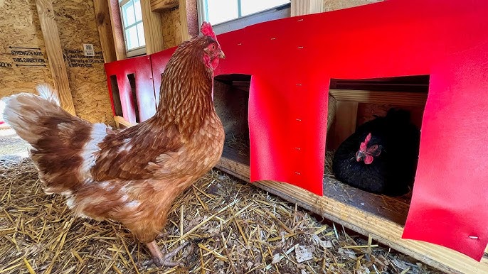 what makes a good chicken nesting box